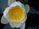 Water Lily
